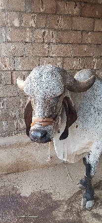 ગાય વેચવાની