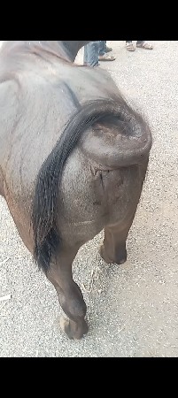 બે વર્ષને 10 મહિનાનો પાડો છે