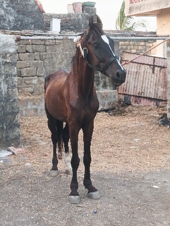 ઘોડો🐎વેચવા નો છે