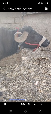 બીજા વેતર સે