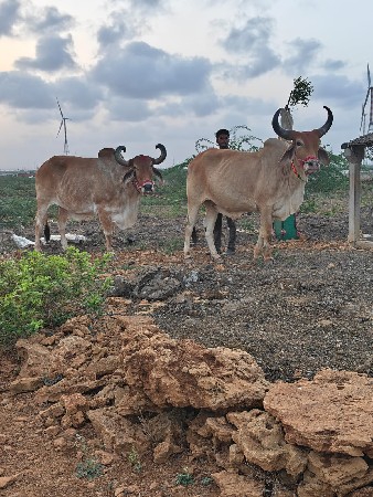 બળધૂ