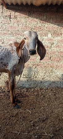 વાસડોફીમાદેવાનોસે