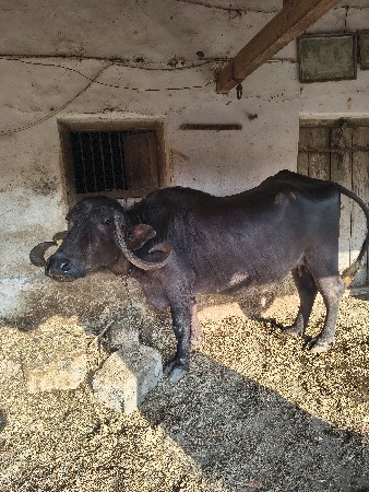 આ ભેંસ વેચવાની છે