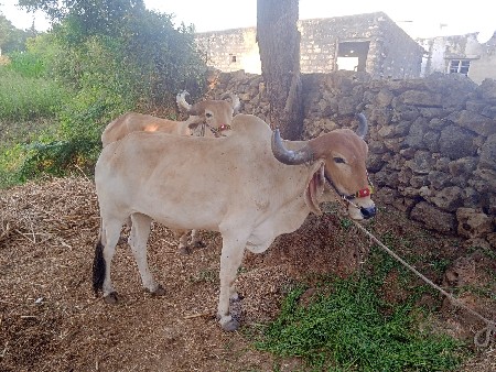 સરમણ