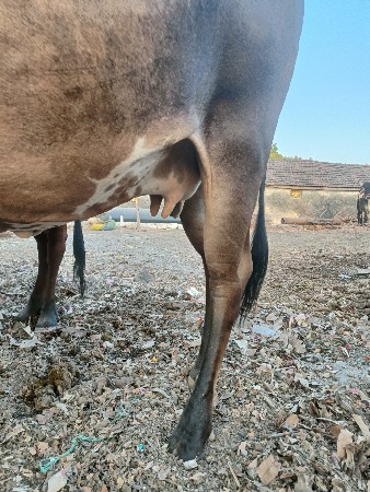 ગાય વેચવાની છે