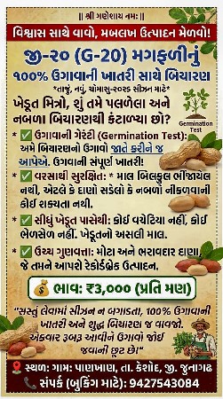 મગફળી નું બિયારણ