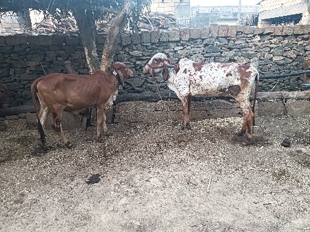 હૉડકાવૅશવાનાશે