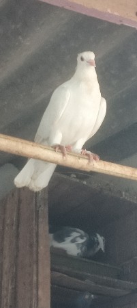 કબુતર વેચવાના છે