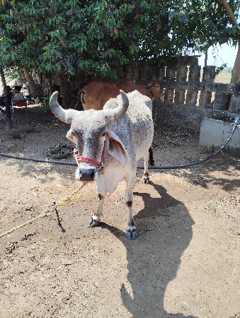 ગોટલો વેચવાનો છે