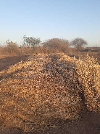 જુવાર ની નીરણ વેચવાની છે...