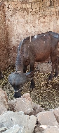 પાડો‌ વેસવાનોસે