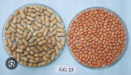 GG23 NO. મગફળી બિયારણ