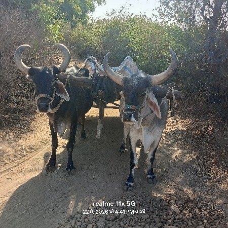 બળદ વેચવાના છે