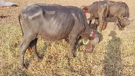 પાડા વેચવાની છે