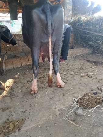 ભેસ વેચવાની છે