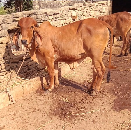 ઑરીજનલ ગીર વાછડી છે