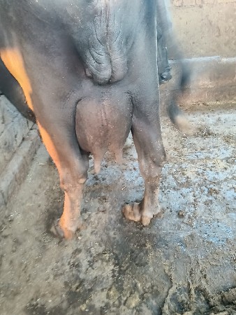 પારેટી ખડેલી હોય તો વિડીયા નાખજો