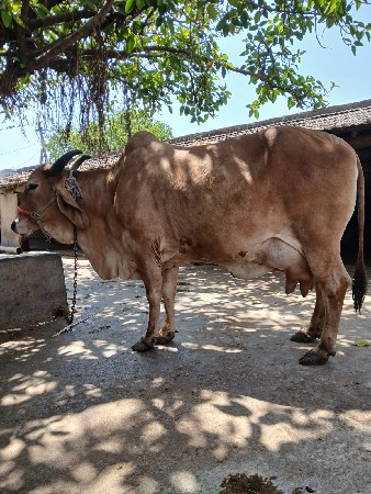 ગાય વેચવાની છે