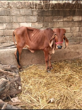 ગીર વાસડી વેસ્વાની સે