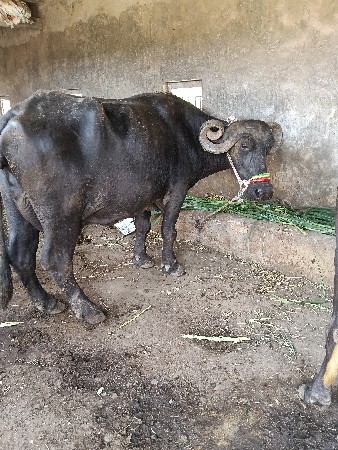 ભેંશ વેચવાની છે