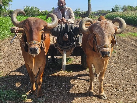 બળદ વેચવાના છે.