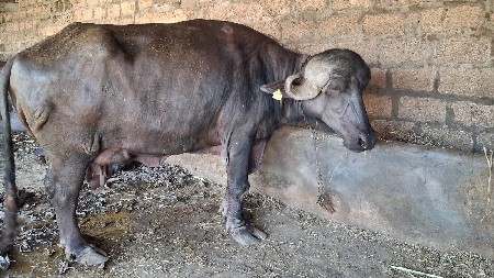 ભેંસ વેચવાની છે