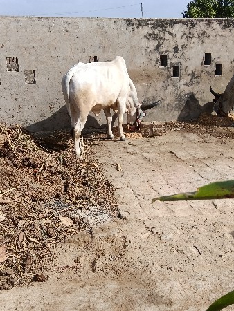 Gam Bhari