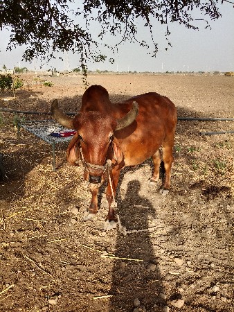 બળદ વેચવા ના છે