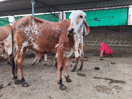વાછડા દેવાના છે