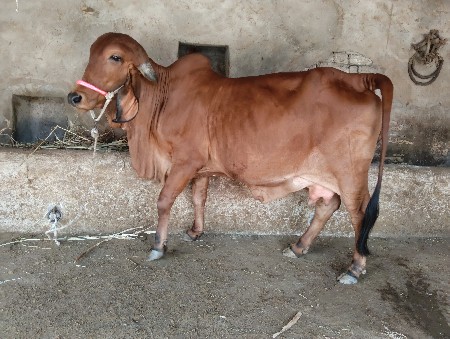 ગાય વેચવાની છે