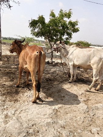 ગોધલા વેચવા ના છે
