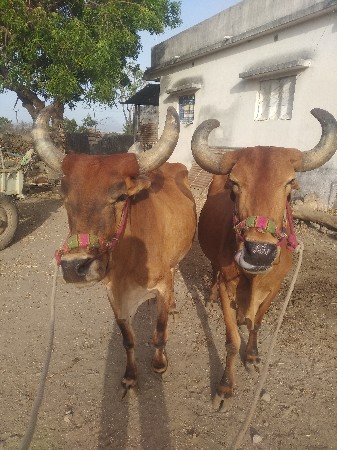 બળદ વેચવાના છે