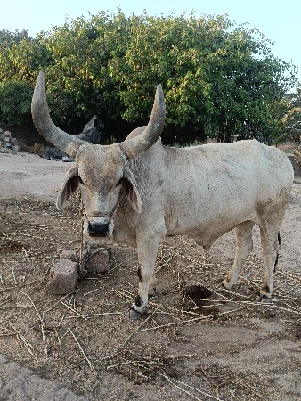 બળદ