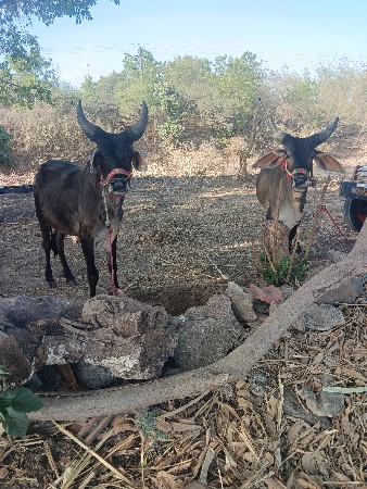 વેચવાના છે છતાં પણ કરવાના છે