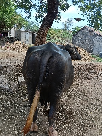 ભેંસ વેચવાની છે