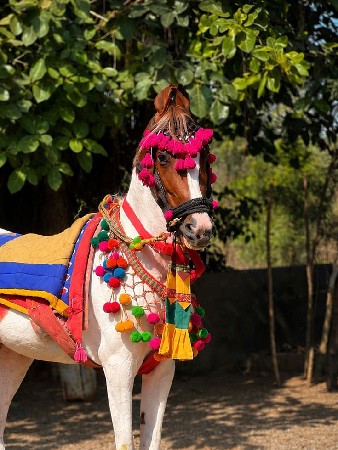ઘોડી
