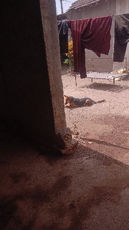 જન્મ સફર કુતરી વેચવાની છે
