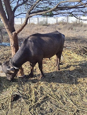 આ પાડો વેચવા નો સે