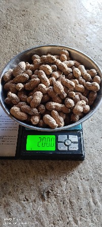 ગીરનાર 4 બી