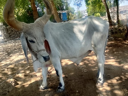 બરધ વેચવાનો સે