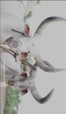 આ બળદ વેચવાના સે