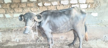 ભેંશ વેચવાની છે