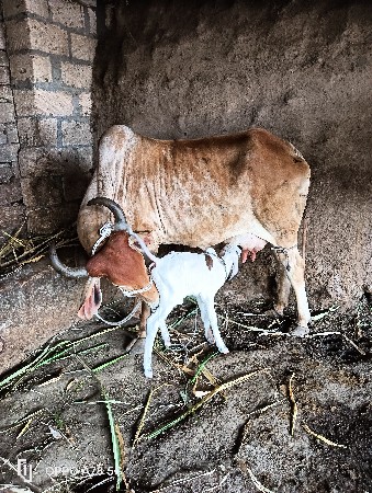 ગાય વેચવાની છે
