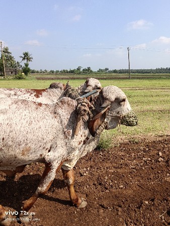 બળદ
