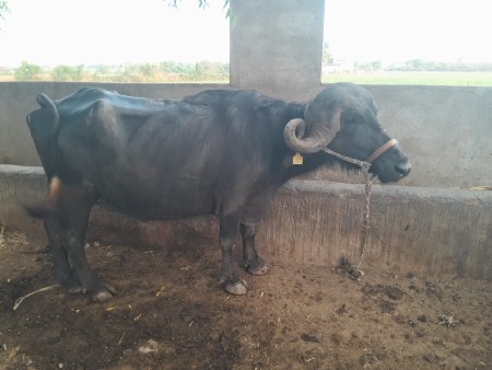 ખડેલી