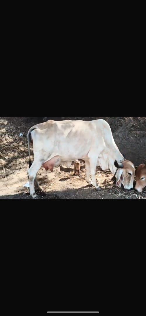 ગાય વેચ વાની છે તાજી વિયલ નીચે વાછડી હે