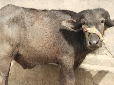 પાડો વેચવાનો છે