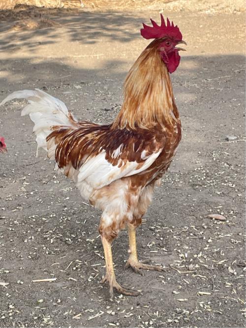 કૂકડો 🐓