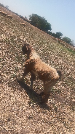 ઘેટા બોકડા