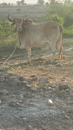 gay son kapila soji javb dari vari